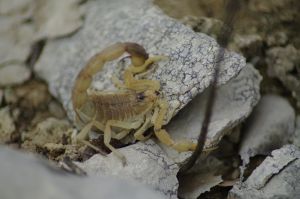 Scorpion languedocien (Buthus occitanus) : Cyrille SABRAN