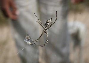 Araignée indéterminée : Roger Védère