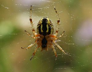 Araignée non déterminée : Francis Burst
