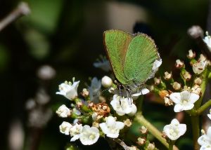 Argus vert (ou Thécla de la Ronce) : Callophrys rubi (Daniel BIZET)