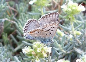 Bleu-nacré espagnol Polyommatus (Lysandra) hispana (Michèle Carré)