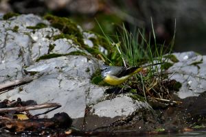 Bergeronnette des ruisseaux Motacilla cinerea  (Christophe Grousset)