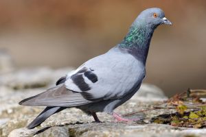 Pigeon biset féral (Columba livia var. domestica) : Christophe Grousset
