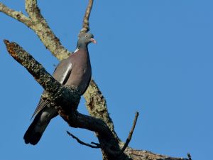 Pigeon ramier Columba palumbus (Christophe Grousset) 