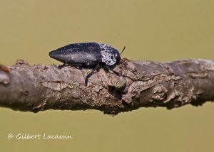 Capnode (Capnodis tenebrionis) : Gilbert LACASSIN