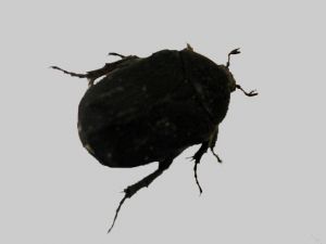 Cétoine noire (Netocia morio) : Michèle CARRE