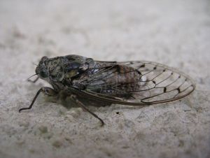 Cigale grise ou Cigale de l'orne (Cicada orni) : Michèle CARRE