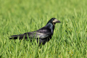 Corbeau freux Corvus frugilegus (David Roux)