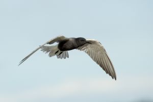Guifette noire Chlidonias niger - Black Tern (David Roux)