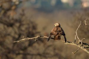 Buse variable Buteo buteo (Christophe Grousset) 