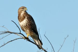 Buse variable Buteo buteo (Christophe Grousset)