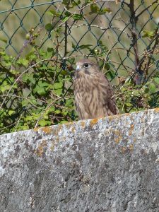 Faucon crécerelle Falco tinnunculus (Daniel BIZET)