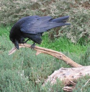 Grand corbeau Corvus corax (Geoffrey Monchaux)