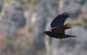 Grand Corbeau Corvus corax (Francis Burst)