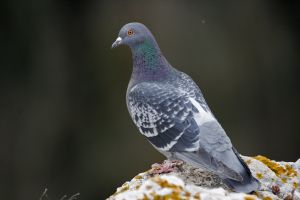Pigeon biset féral Columba livia var. domestica (Jean-Pierre Trouillas)