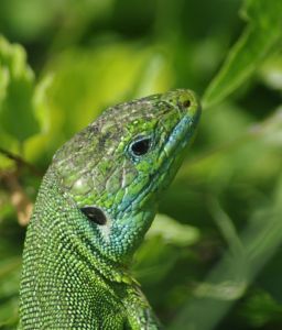 Lézard vert mâle (Lacerta bilineata) : Cyrille SABRAN