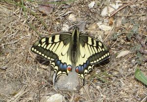 Machaon Papilio machaon (Daniel BIZET)