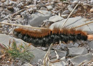 Bombyx de la Ronce Macrothylacia rubi (Jean-Pierre TROUILLAS)