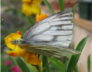 Piéride du navet Pieris napi (Serge CHARRA)