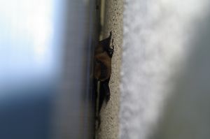 Pipistrelle commune (Pipistrellus pipistrellus) : Cyrille SABRAN