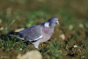 Pigeon ramier Columba palumbus (Gilbert Lacassin)  
