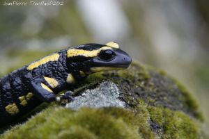 Salamandre tachetée (Salamandra salamandra) : Jean-Pierre TROUILLAS