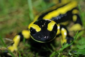 Salamandre  tachetée (Salamandra salamandra) : Cyrille Sabran