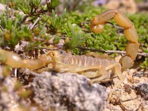 Scorpion languedocien (Buthus occitanus) : Philippe LAVAUX