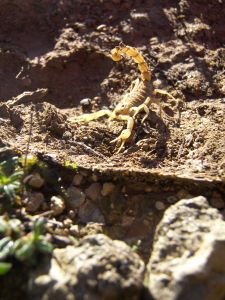 Scorpion languedocien (Buthus occitanus) : Mathis CELLIER