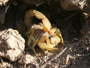 Scorpion languedocien Buthus occitanus (Olivier Leblanc)