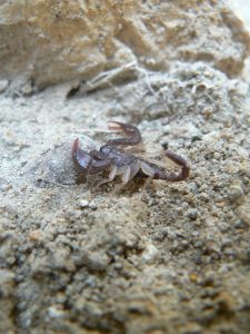 Scorpion à pattes blanches (Euscorpius flavicaudis) : Geoffrey MONCHAUX