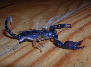 Scorpion noir à queue jaunes (Euscorpius flavicaudis) : Daniel Bizet : à Boucoiran-et-Nozières