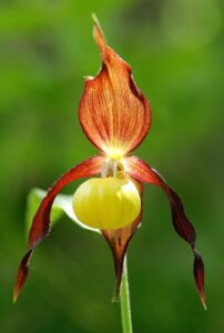 Sorties orchidées @ Causse Méjean