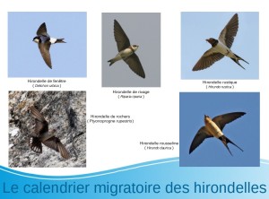 hirondelle1 (2)