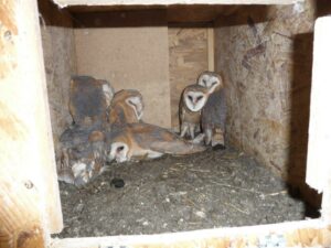 Effraies des clochers ( Tyto alba )