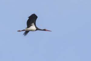 Cigogne noire Ciconia nigra (Christophe Dhery)