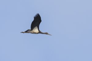 Cigogne noire Ciconia nigra (Christophe Dhery)