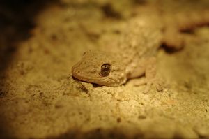 Tarente de Maurétanie (Tarentola mauritanica) : Cyrille SABRAN