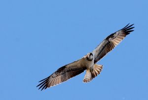 Balbuzard pêcheur Pandion haliaetus (David Roux)