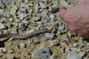 Coronelle girondine (Coronella girondica) : Cyrille SABRAN