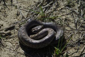 Coronelle girondine (Coronella girondica) : Cyrille SABRAN