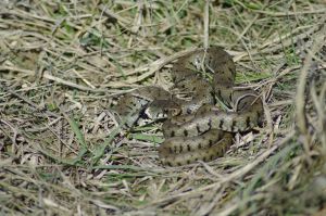 Couleuvre à collier (Natrix natrix) : Cyrille SABRAN