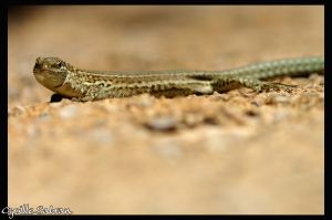 Lézard catalan ou hispanique (Podarcis liolepis) : Cyrille SABRAN