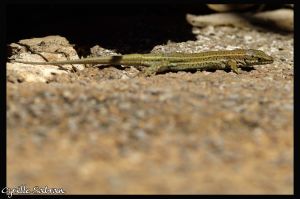 Lézard catalan ou hispanique (Podarcis liolepis) : Cyrille SABRAN