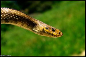 Couleuvre à échelons (Rhinechis scalaris) : Cyrille SABRAN