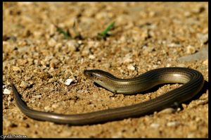 Seps strié (Chalcides striatus) : Cyrille SABRAN