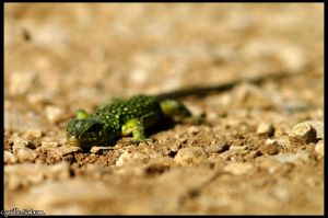 Lézard ocellé (Timon lepidus) : Cyrille SABRAN