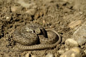 Couleuvre de Montpellier (Malpolon monspessulanus) : Cyrille SABRAN