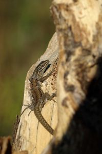 Lézard des murailles (Podarcis muralis) : Cyrille SABRAN