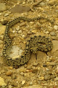 Couleuvre à échelons (Elaphe scalaris) : Cyrille SABRAN